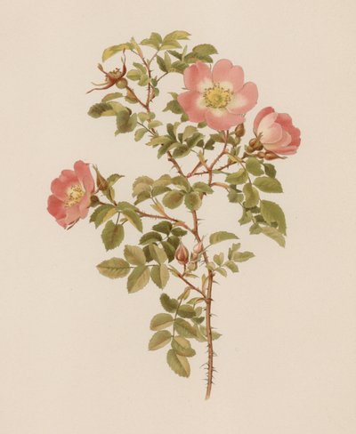 English Rose by English School